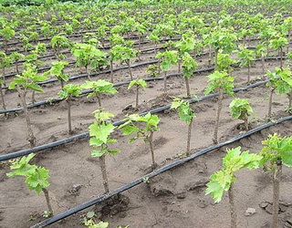 Ефективність зрошення на виноградниках залежить від поливного режиму